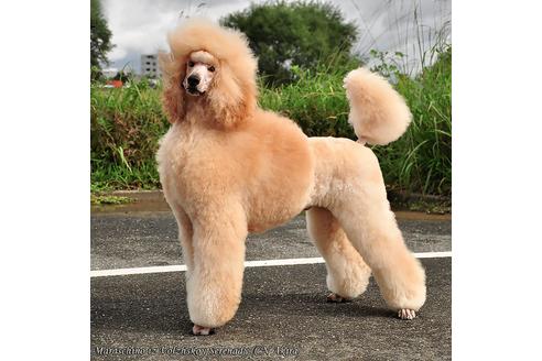 販売中のスタンダードプードルの親犬